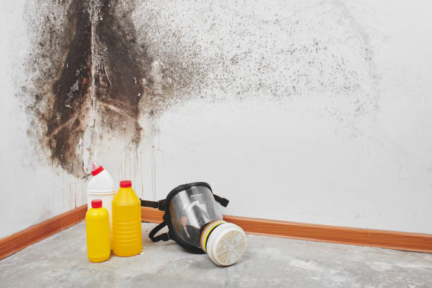 Best Black Mold Removal  in Owenton, KY