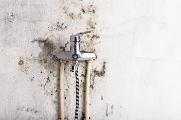 Best Commercial Mold Removal  in Owenton, KY