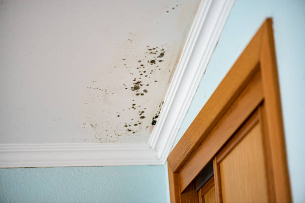 Best Attic Mold Removal  in Owenton, KY