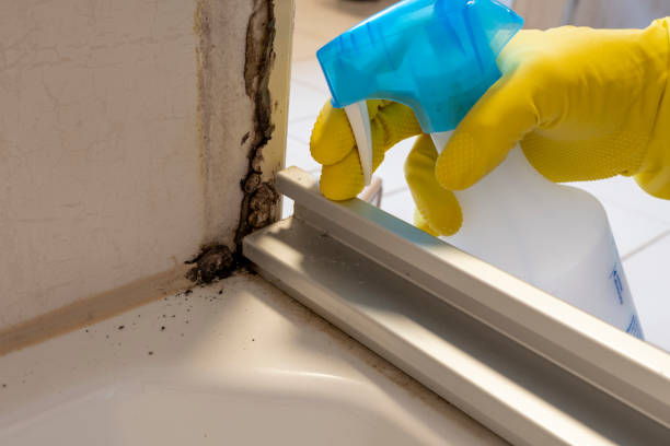Best Office Mold Removal Services  in Owenton, KY