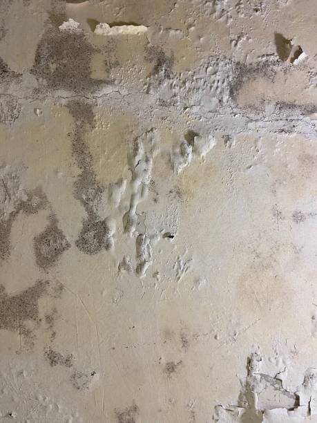 Best Mold Removal Near Me  in Owenton, KY
